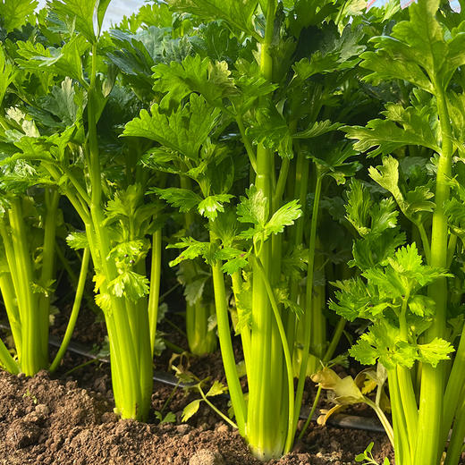 每日现摘  密农人家芹菜  生态种植  茎绿多汁  鲜嫩清脆  1斤 商品图4