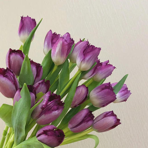 毛边郁金香丨美杜莎丨10支 商品图3