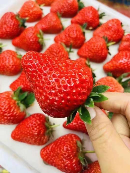 磨味莓 商品图0