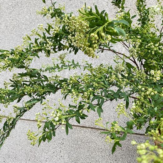 重瓣小手球花一扎 商品图6