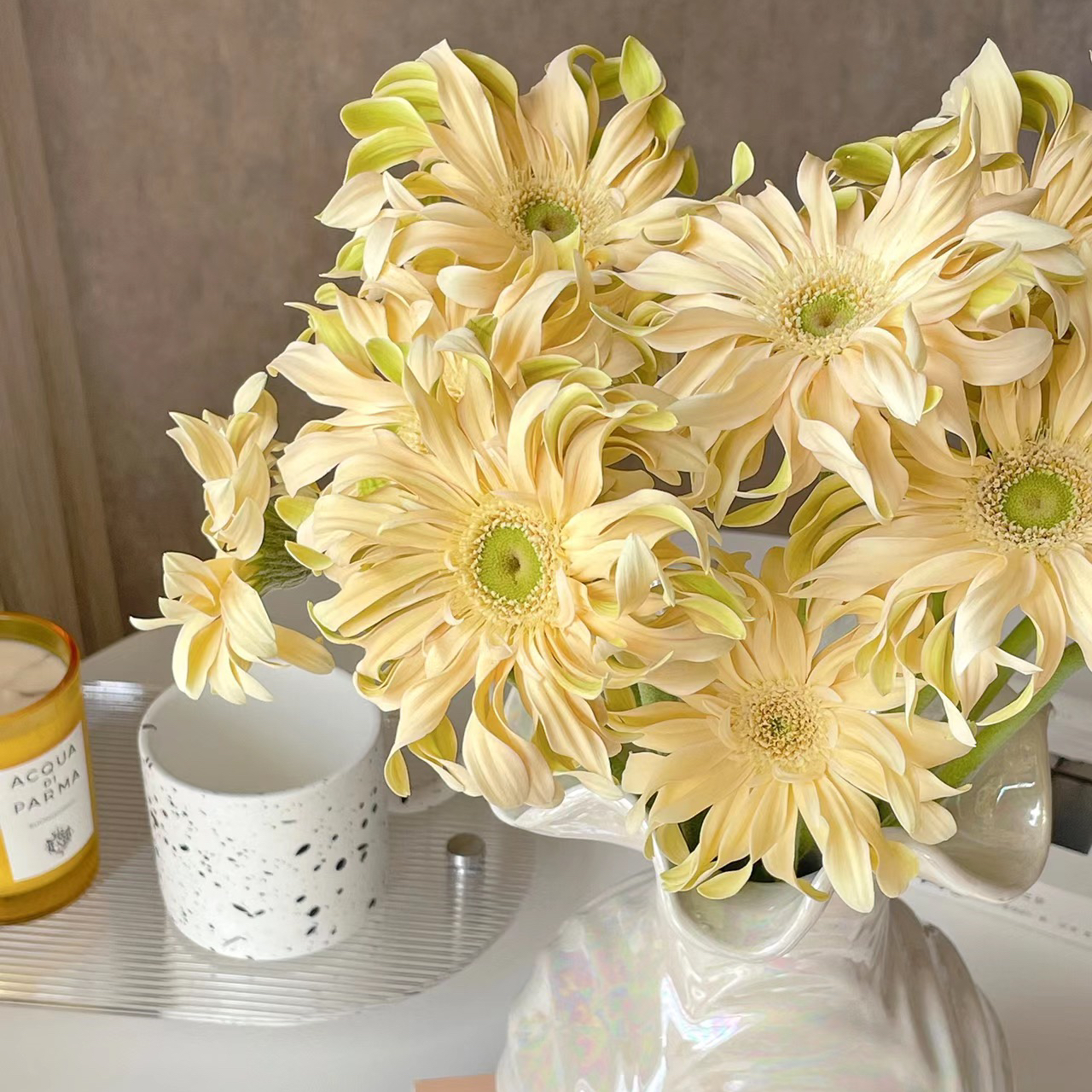 香格里拉丨品牌弗朗菊丨10支