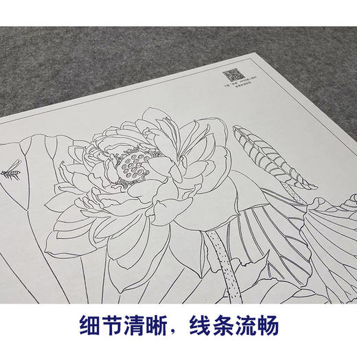 【大彩图】杨冬冬工笔画白描底稿小品《碧玉落水中》荷花临摹勾线花鸟线稿HD18 商品图4