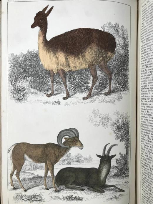 约19世纪后期 戈德史密斯《地球与自然史》（卷1） 数十幅手工上色版版画插图 真皮精装16开 商品图11