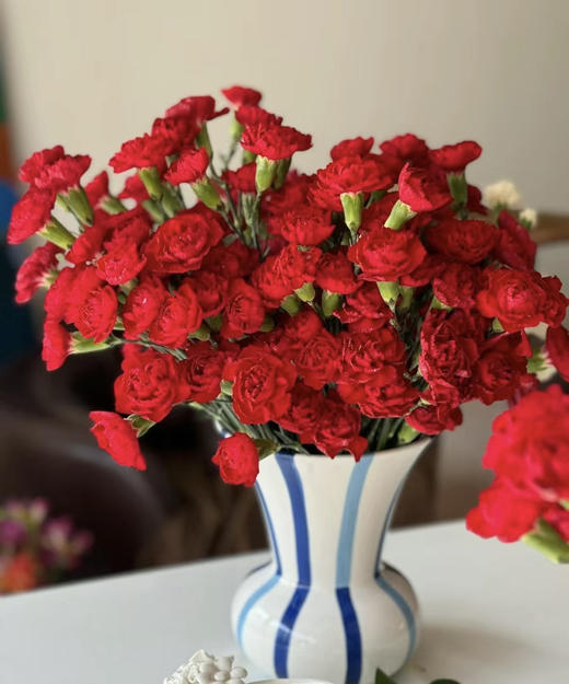 【稀有系列】多丁康乃馨-（茉莉）红色 约20枝/扎 商品图2