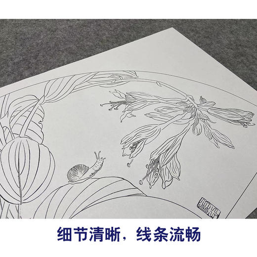【大彩图】杨冬冬工笔画白描底稿扇面小品《玉簪花》临摹勾线花鸟线稿HD60 商品图4