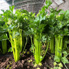 每日现摘  密农人家芹菜  生态种植  茎绿多汁  鲜嫩清脆  1斤 商品缩略图5