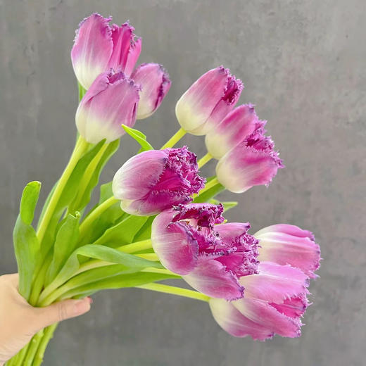 毛边郁金香丨美杜莎丨10支 商品图0