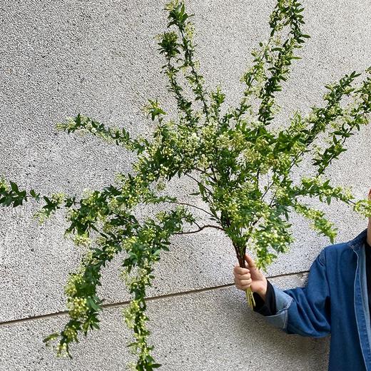 重瓣小手球花一扎 商品图5