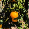 【福建甜心柚 】果肉橙黄，甘甜多汁，一果三味，满满维C，桔子的多汁水嫩，柚子的香气，橙子的甜， 它都有！！ 商品缩略图2