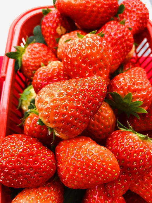 【水果-1月15日配送】当日现采 巧克力草莓1.5斤家庭装 （无膨大剂、催红素） 商品图4