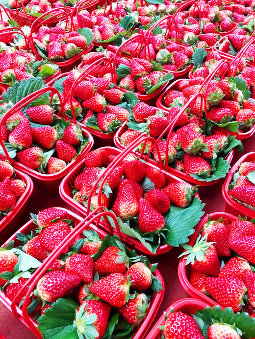 【水果-1月15日配送】当日现采 巧克力草莓1.5斤家庭装 （无膨大剂、催红素） 商品图8