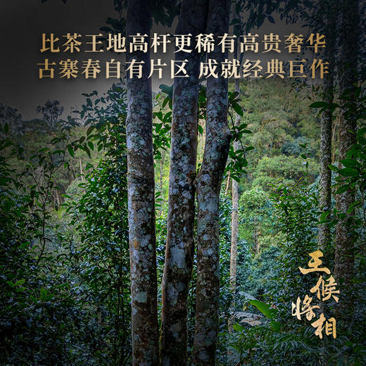 活动即将结束！【积分兑换】王侯将相【曹丞相：曹操】2023年头春一芽一叶古树茶易武拼配普洱茶生茶357克*5饼 商品图9