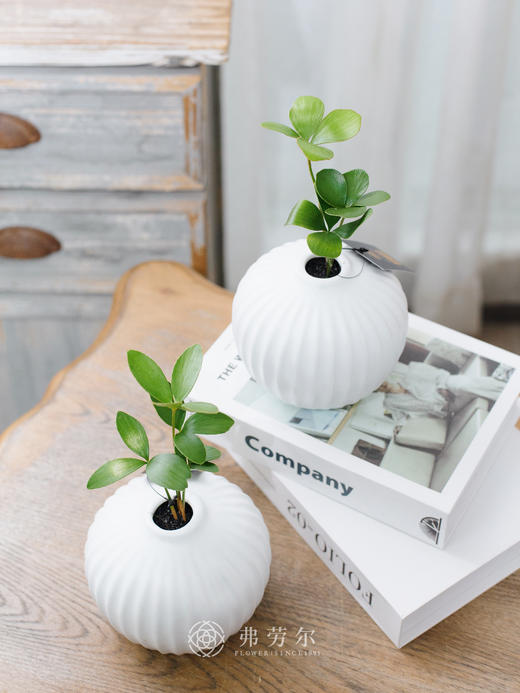 墨西哥铁树 商品图0