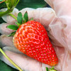 【水果-1月15日配送】当日现采 巧克力草莓1.5斤家庭装 （无膨大剂、催红素） 商品缩略图0
