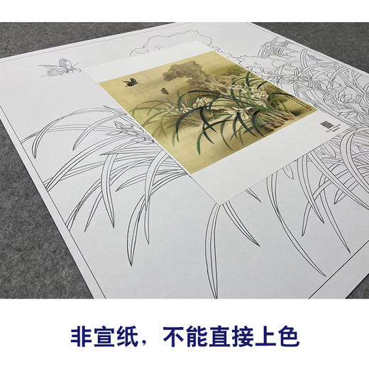 【大彩图】郑玲玲工笔画白描底稿小品《风吹香蕊蝶飞来》蝴蝶兰花临摹勾线花鸟线稿ZLA1 商品图2