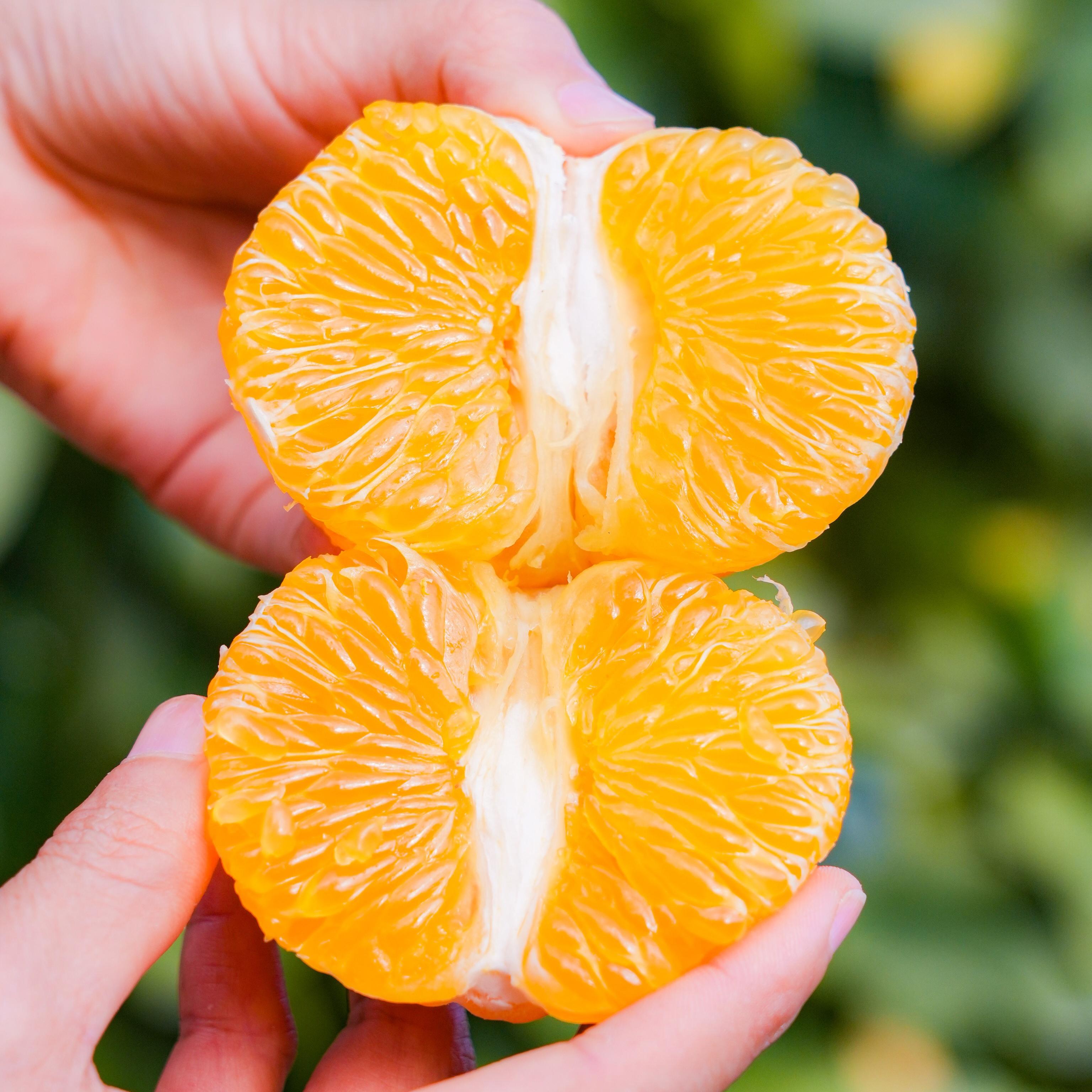 【福建甜心柚 】果肉橙黄，甘甜多汁，一果三味，满满维C，桔子的多汁水嫩，柚子的香气，橙子的甜， 它都有！！