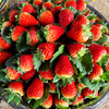 【水果-1月15日配送】当日现采 巧克力草莓1.5斤家庭装 （无膨大剂、催红素） 商品缩略图7