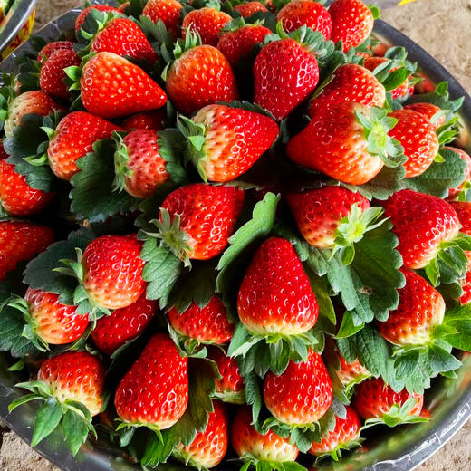 【水果-1月15日配送】当日现采 巧克力草莓1.5斤家庭装 （无膨大剂、催红素） 商品图7