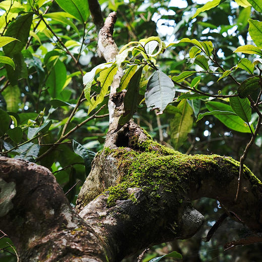 【618开门红】【水黄金】2023年头春易武荒野茶云南普洱茶生茶饼357g饼 拍5发6拍10发12 商品图5