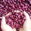 红豆 5斤 | 仿野生种植，自留老品种，比一般的红豆个头大一些 //  张志富 商品缩略图2