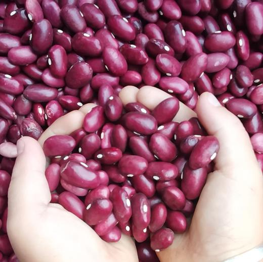 红豆 5斤 | 仿野生种植，自留老品种，比一般的红豆个头大一些 //  张志富 商品图2