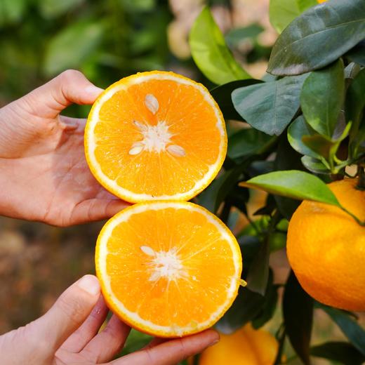 【福建甜心柚 】果肉橙黄，甘甜多汁，一果三味，满满维C，桔子的多汁水嫩，柚子的香气，橙子的甜， 它都有！！ 商品图3
