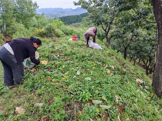 生态迁西板栗 老树板栗 商品图5