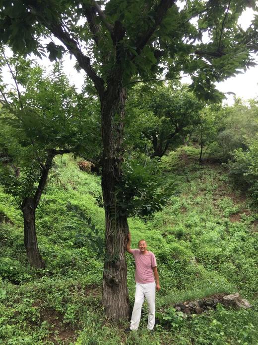 生态迁西板栗 老树板栗 商品图4