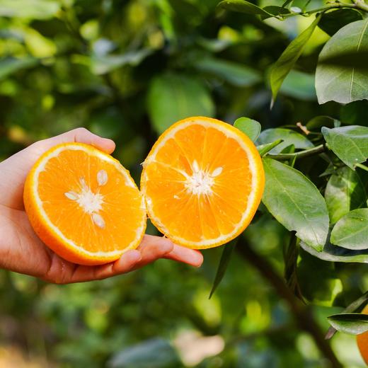 福建甜心柚 商品图3