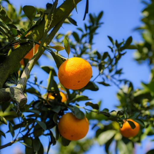 福建甜心柚 商品图2