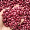 红豆 5斤 | 仿野生种植，自留老品种，比一般的红豆个头大一些 //  张志富 商品缩略图0