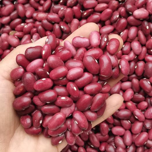 红豆 5斤 | 仿野生种植，自留老品种，比一般的红豆个头大一些 //  张志富 商品图0