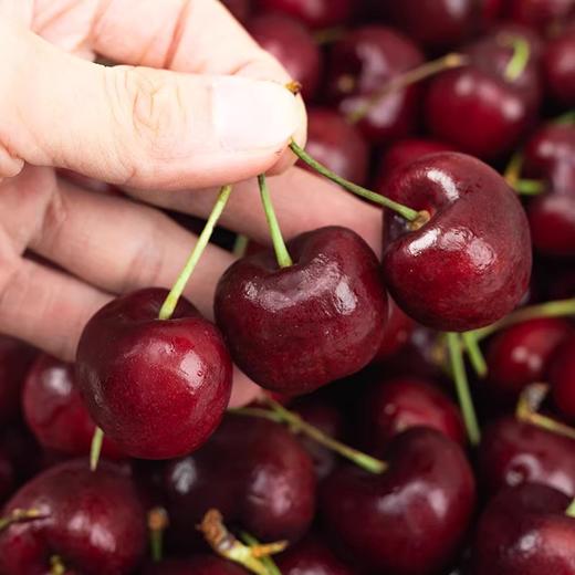 【单J】进口车厘子  500g/份（鲜脆多汁 香甜爽口） 商品图2