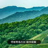 【618开门红】【水黄金】2023年头春易武荒野茶云南普洱茶生茶饼357g饼 拍5发6拍10发12 商品缩略图7
