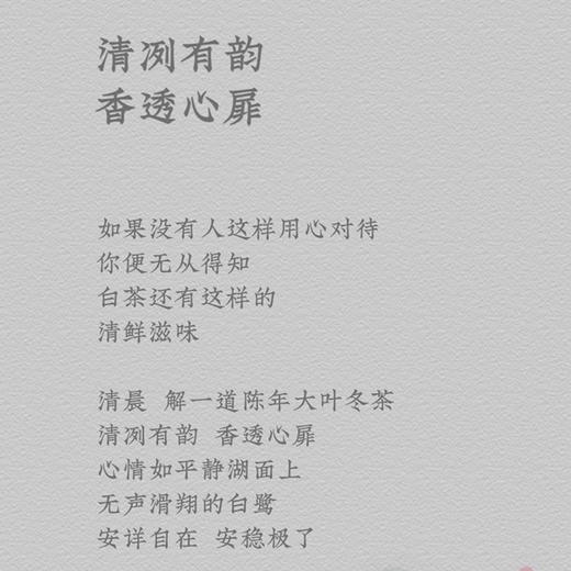 方守龙2019年冬甜大叶冬茶  福鼎白茶标杆之作 藏茶密室宝之 商品图5