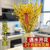 【特殊商品/请提前看售后须知】【春天开花 30支送营养液】招财寸寸金鲜枝连翘干枝水培植物遇水开花卉室内懒人水养干支盆栽 商品缩略图0