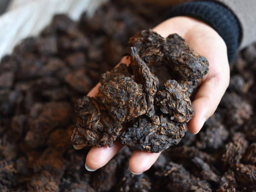 彩农茶｜2020年金芽•老茶头 商品图5