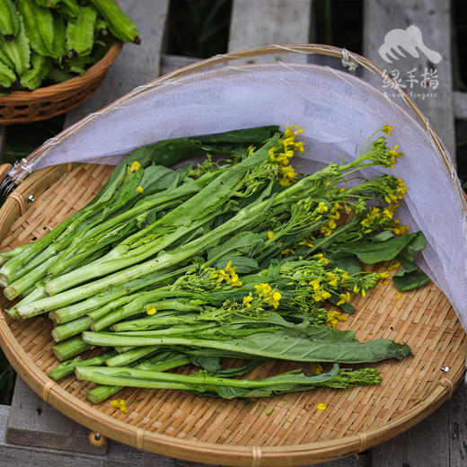 生态迟菜心 | 绿家自产 * Eco-choy sum | Self-production 商品图2