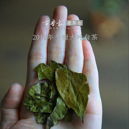 方守龙2019年冬甜大叶冬茶  福鼎白茶标杆之作 藏茶密室宝之 商品图2