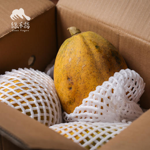 生态木瓜   | 合作生产 * Ecological  Papaya | Coproducted 商品图3