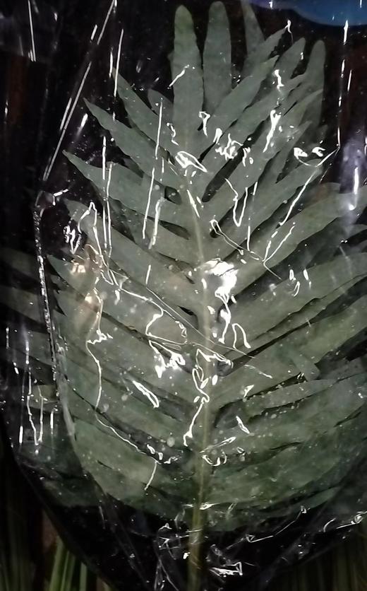 龙骨叶（贯众蕨） 商品图0