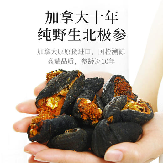 【加拿大野生北极参】自然生长 营养丰富 商品图1