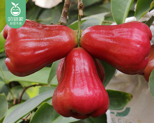 海南黑金刚莲雾（中果）/1份（450g±20g） 商品图1