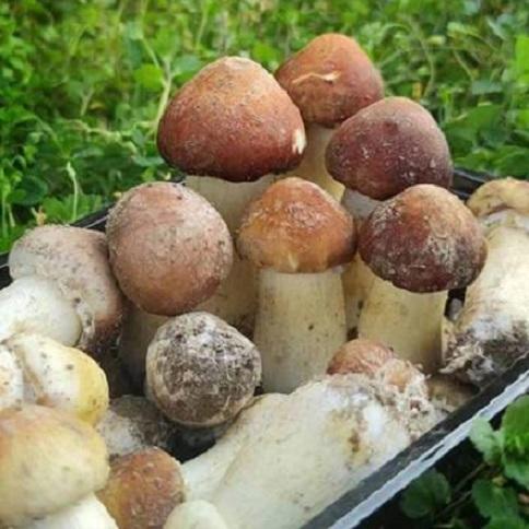 【果蔬精选】福建古田新鲜赤松茸 现采现发 舌尖上的醇鲜 又弹又滑润 食后余香满口 涮 炖 煲汤 煎炸炒都可以 商品图0