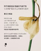黄玉兰精油10%进口VCIP光感奶油肌发酵精华褪黑皮（PRO版）30ml 商品缩略图5
