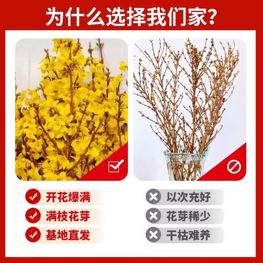 【特殊商品/请提前看售后须知】【春天开花 30支送营养液】招财寸寸金鲜枝连翘干枝水培植物遇水开花卉室内懒人水养干支盆栽 商品图1