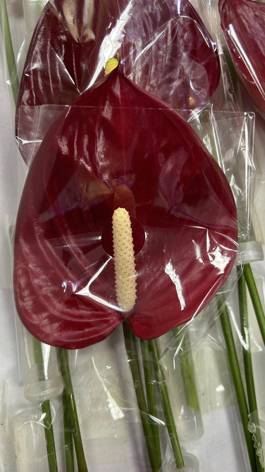 【绿光彩掌】音律  单枝 商品图4