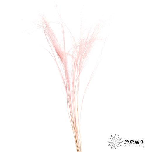 永生花材 | 粉黛乱子草粉色 商品图1