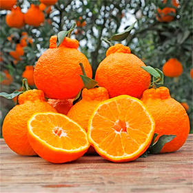 【丑橘不知火】大名远扬的“丑八怪” 果汁充足 果味清香 爽口无渣 超级解渴