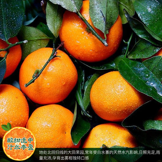 黄金雾柑 商品图4